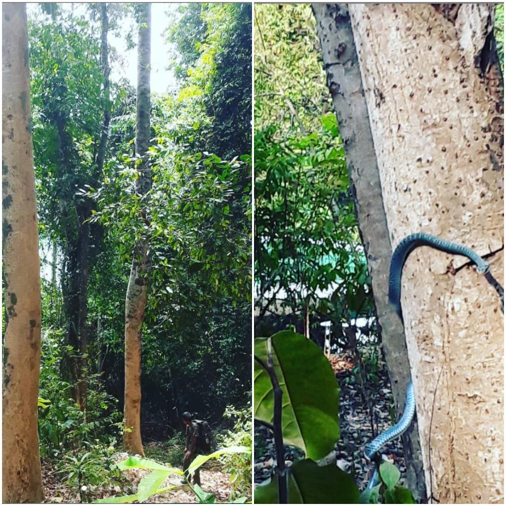 (Left) A trek through the jungle. (Right) A golden tree snake drops by for breakfast.