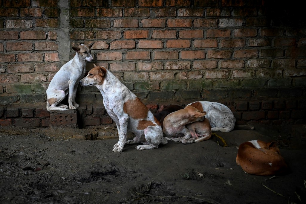 Dogs resting in the Thabarwa Animal Shelter in Mawbe, on the outskirts of Yangon. (Ye Aung Thu / AFP)