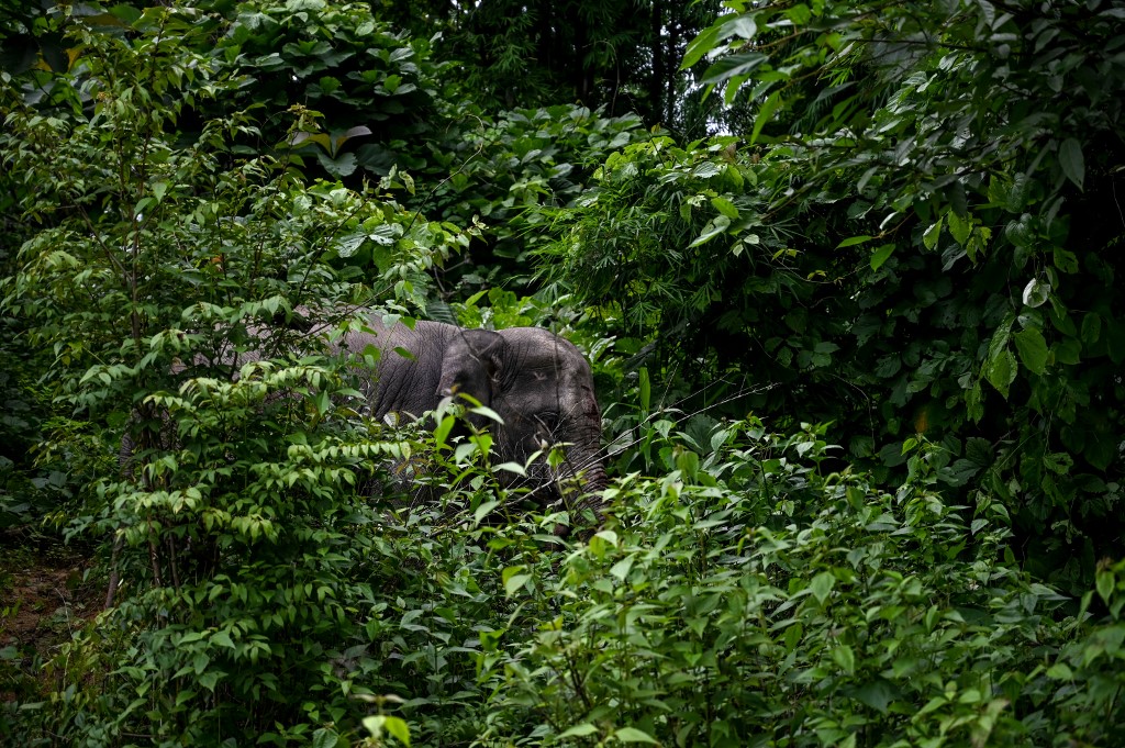 This photo taken on August 3, 2019 shows a wild elephant being released into the Zarmaye nature reserve in Bago region. (Ye Aung Thu / AFP)