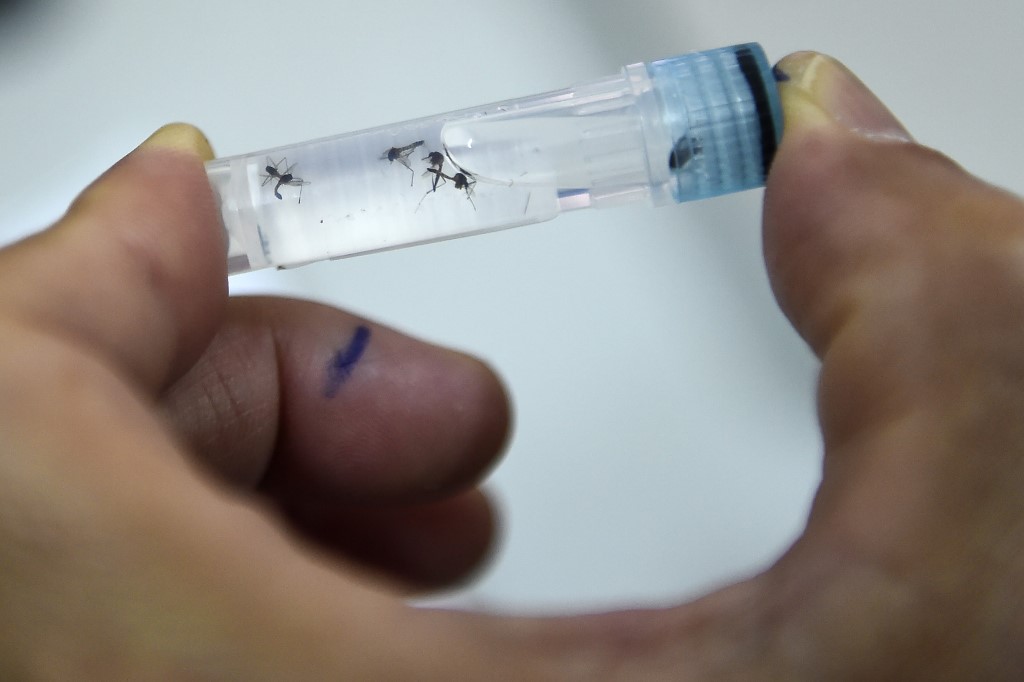 A laboratory assistant examining mosquito samples at the Pasteur Institute in the southern Vietnamese city of Nha Trang. (Nhac Nguyen / AFP)