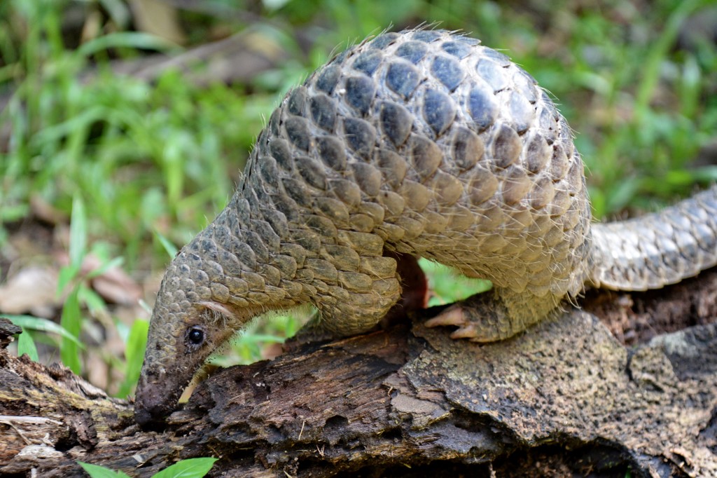  A juvenile Sunda pangolin feeds on termites at the Singapore Zoo. The endangered pangolin may be the link that facilitated the spread of the novel coronavirus across China, Chinese scientists said on February 7. (Roslan Rahman / AFP)