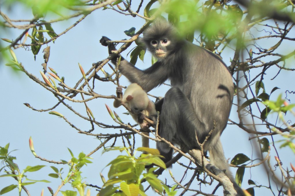 In this undated handout photo released by the German Primate Center (DPZ) on November 11, 2020, the newly discovered primate named Popa langur (Trachypithecus popa) is seen on a tree branch on Mount Popa, Myanmar. (Thaung Win / German Primate Centre / AFP)