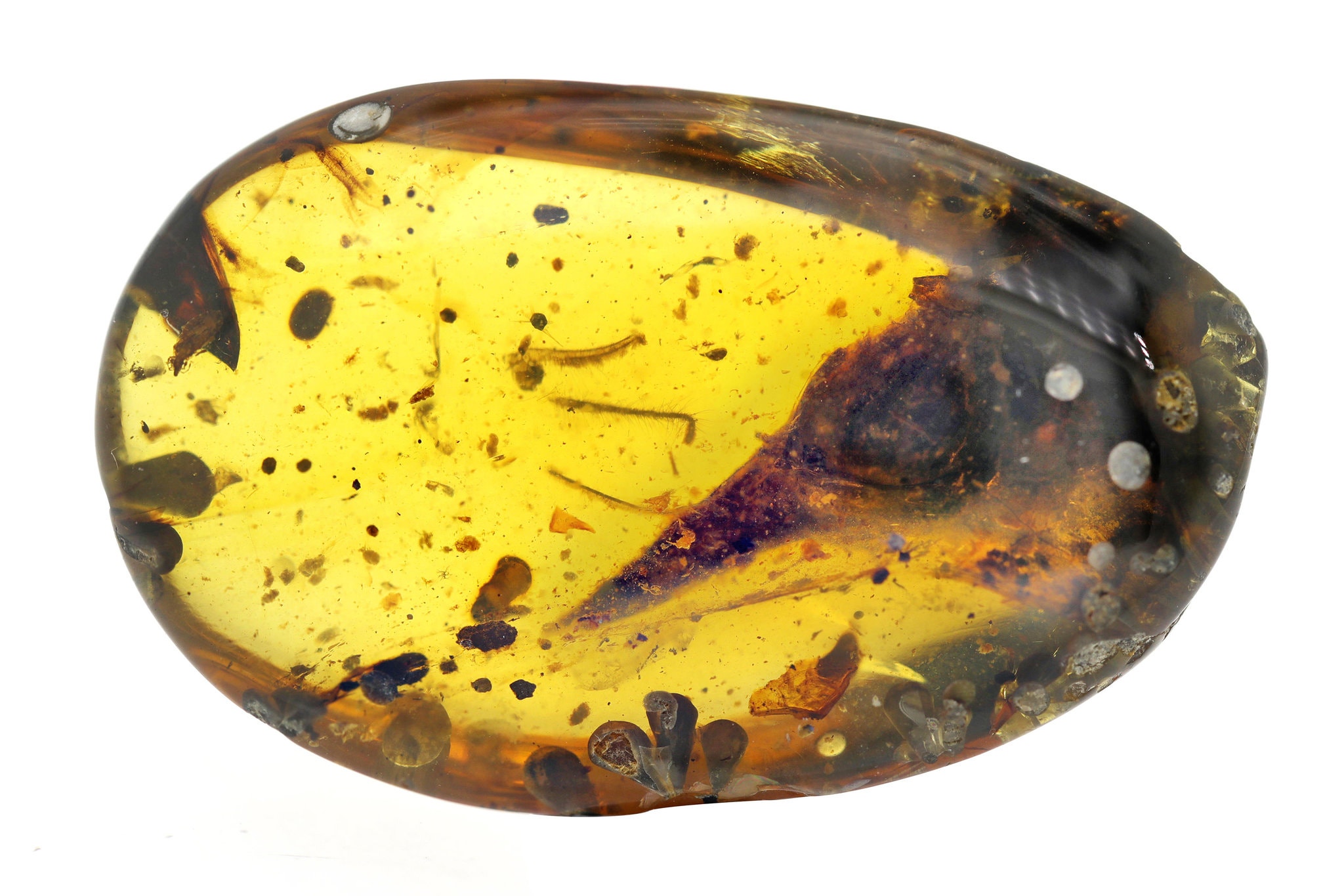 The skull of Oculudentavis khaungraae was found in a globule of 100-million-year old amber. (Lida Xing)