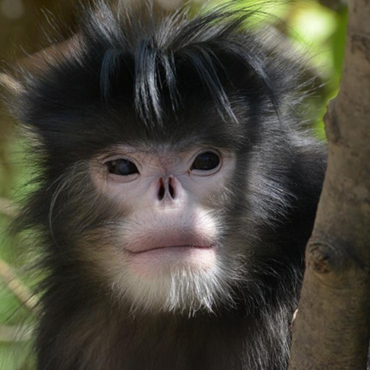 The sneezing monkey with an upturned face, and other other weird