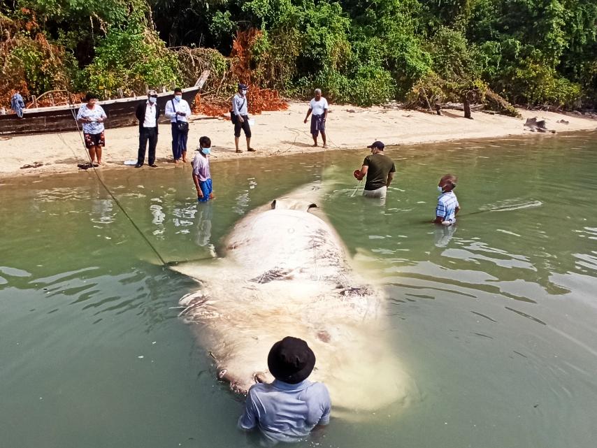 The whale shark, a female, was discovered in Myeik District, Tanintharyi Region. (Photos: Department of Fisheries)