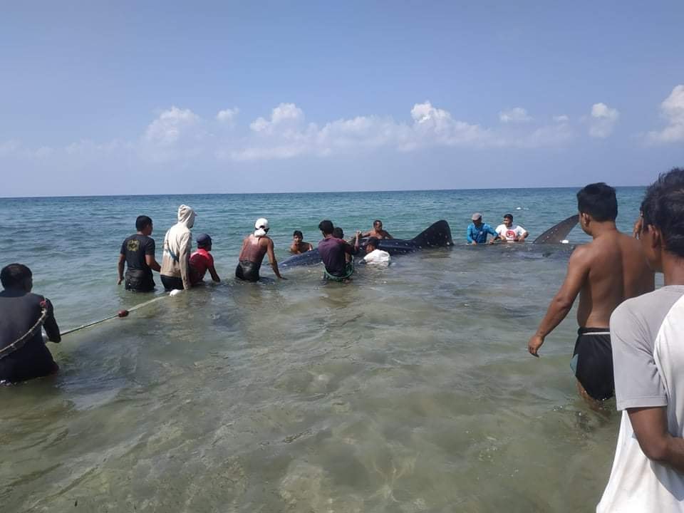 Footage shows young men trying to free the huge animal as it thrashes its tail to escape the net on Ngwe Saung Beach. (Supplied)