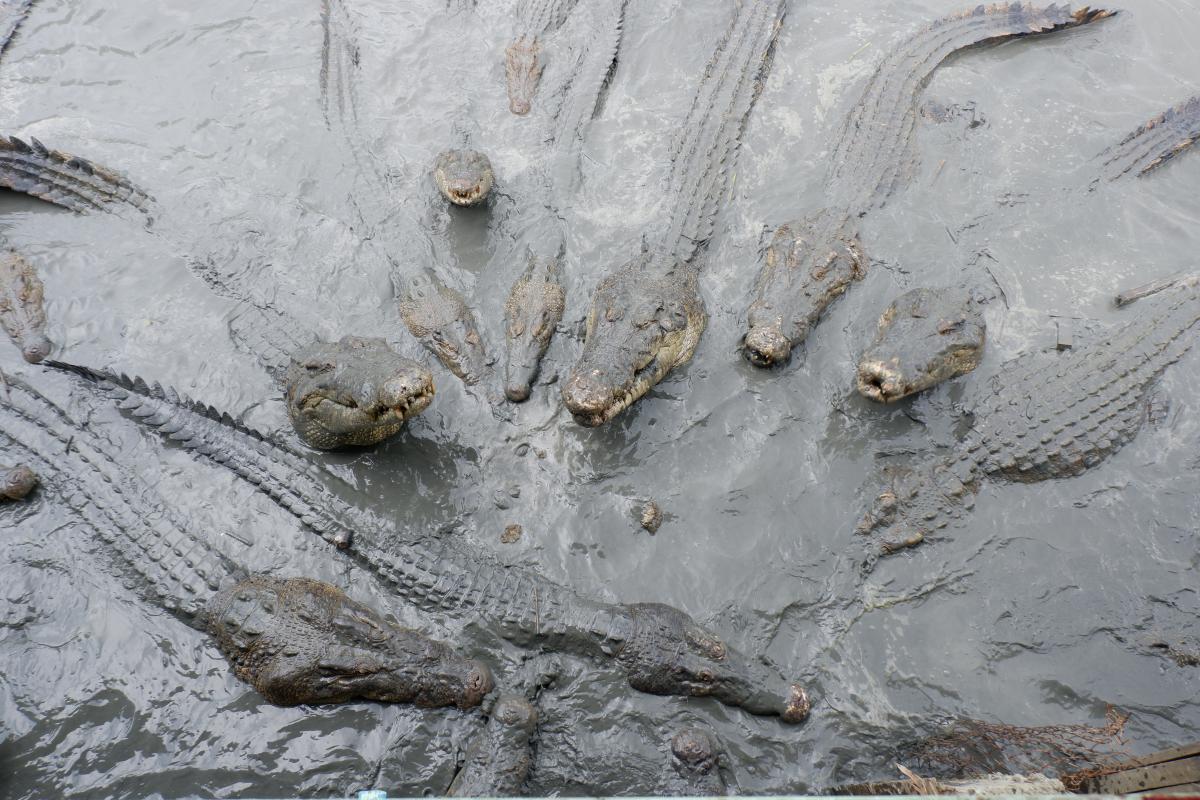 Crocodiles at Thaketa Crocodile Farm in Yangon. (Dominic Horner)