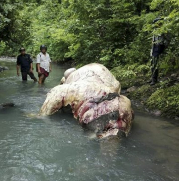 An elephant carcass is found skinned in Ngapudaw township, Ayeyarwady region. (Supplied / Pathein Hla Kyi)