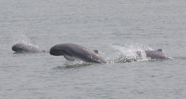 Irrawaddy dolphins in Myanmar. (Wildlife Conservation Society)