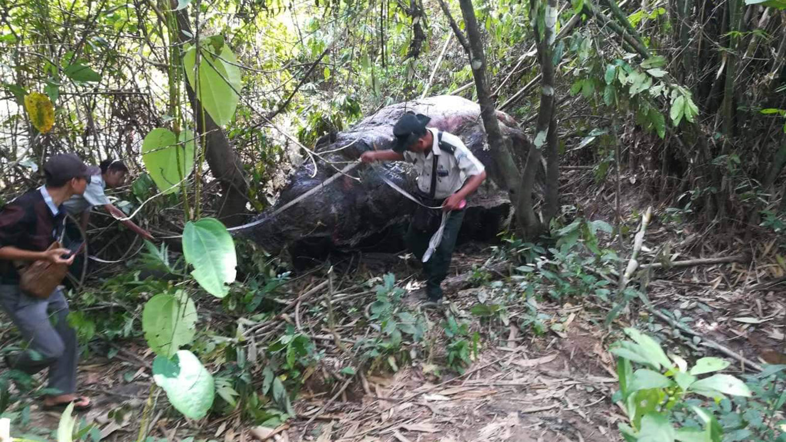 The elephant was found poached and skinned in Tanintharyi region. (Myint Oo)