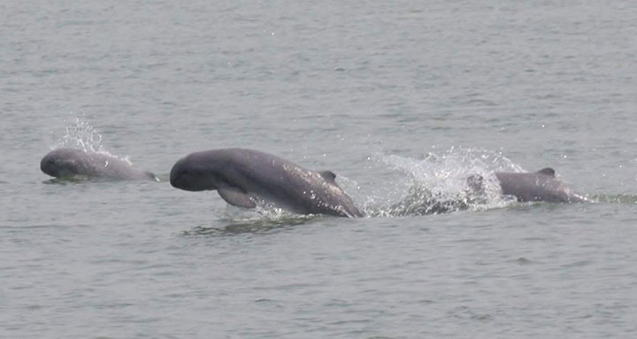 Irrawaddy dolphins are still on the brink of extinction. (Wildlife Conservation Society)