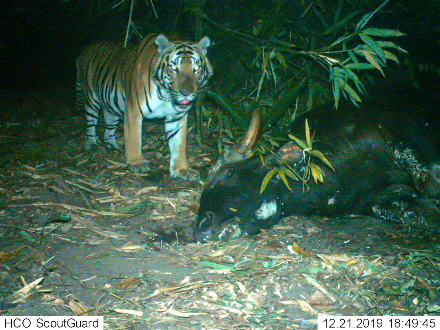 Tiger Footage Near Thailand Myanmar Border Spurs Hope For