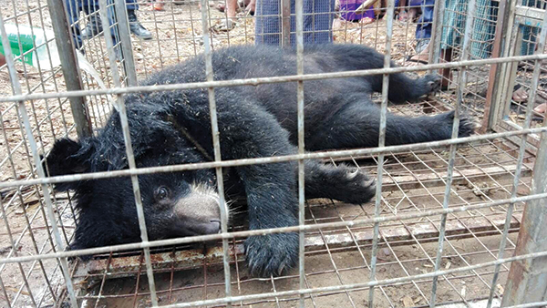 The endangered Asiatic black bear, also known as the moon bear, was captured in Thanlyin township. (Forest Department)