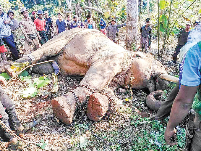 The male elephant was tracked to a forest in Indaw township. (Win Naing / Kachin Land)