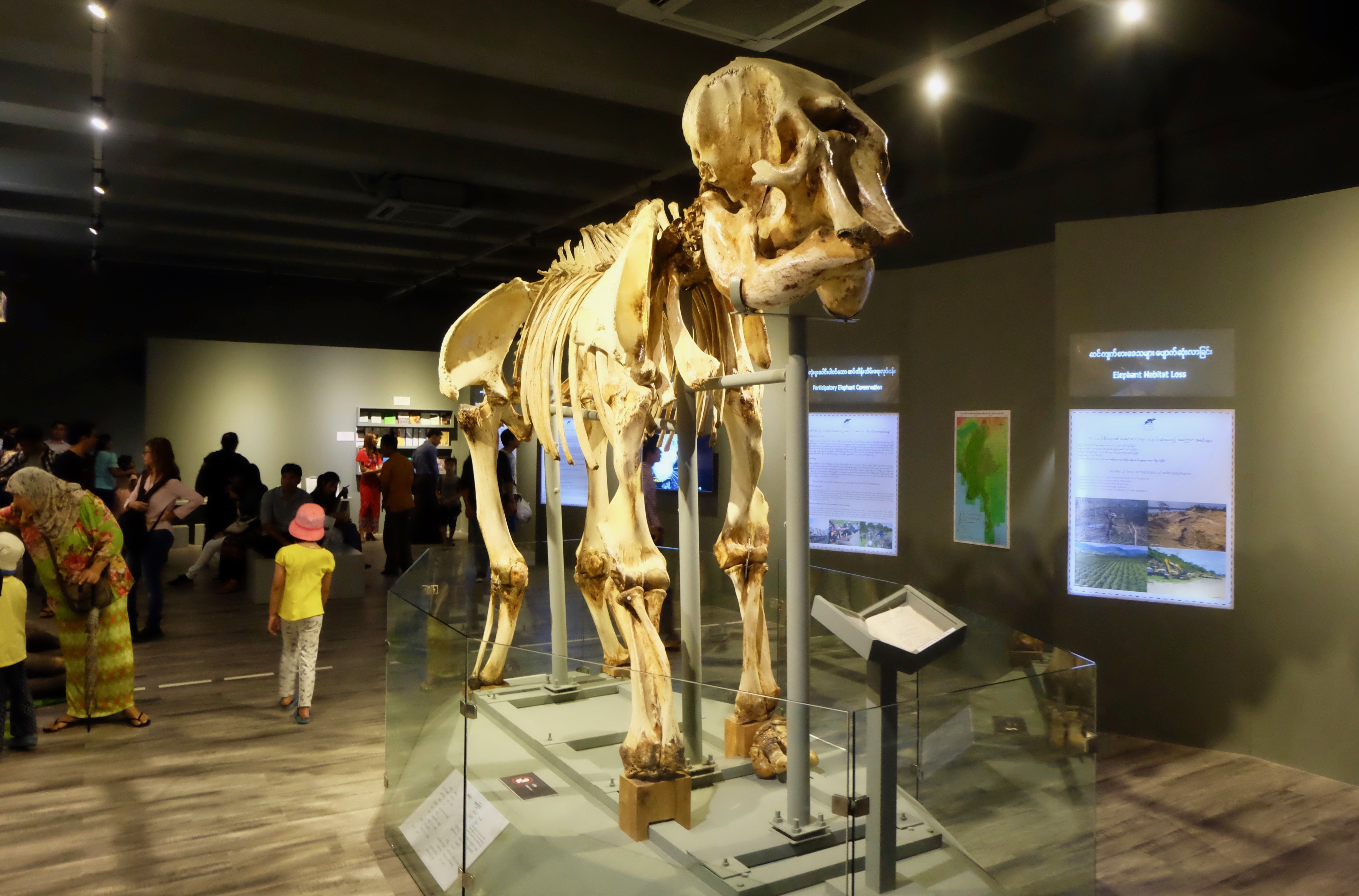 An elephant skeleton at a new gallery dedicated to the mammals. (Myanmar Mix)