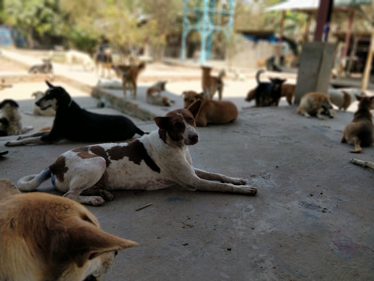 Yangon Animal Shelter is down to its last $50