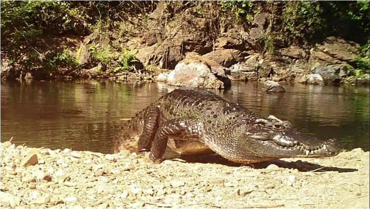 The freshwater reptile—snapped by camera traps sunning itself at Kaeng Krachan National Park near the border with Myanmar’s Tanintharyi region — was once ubiquitous across Southeast Asia. (Handout / Kaeng Krachan National Park)