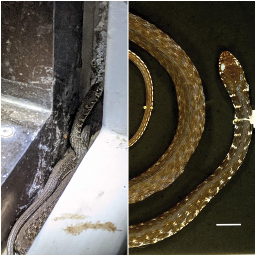 (Left) A photo of the Burmese keelback water snake posted on the Facebook group Snakes of Myanmar. (Right) A photograph of the same species taken by James Poindexter III.