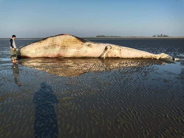 The dead mammal found on a beach in southern Maungdaw township is believed to be a fin whale. (Photos by Moe Kaung Kin)