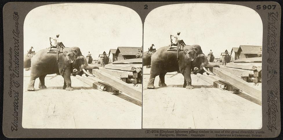 Elephant laborers piling timber in one of the great riverside yards of Rangoon.
