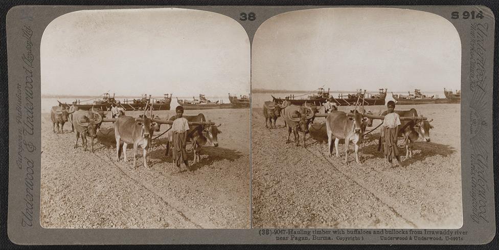 Hauling timber with buffaloes and bullocks from Irrawaddy River near Pagan.