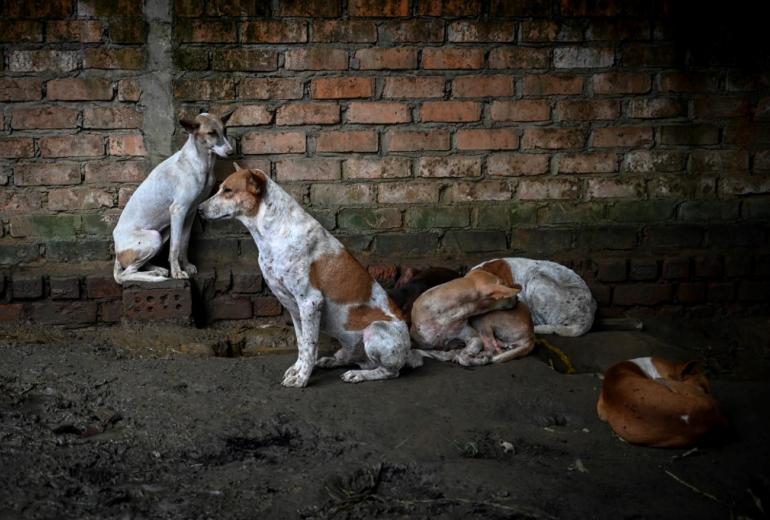 Dogs resting in the Thabarwa Animal Shelter in Mawbe, on the outskirts of Yangon. (Ye Aung Thu / AFP)