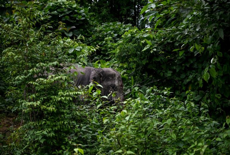 This photo taken on August 3, 2019 shows a wild elephant being released into the Zarmaye nature reserve in Bago region. (Ye Aung Thu / AFP)