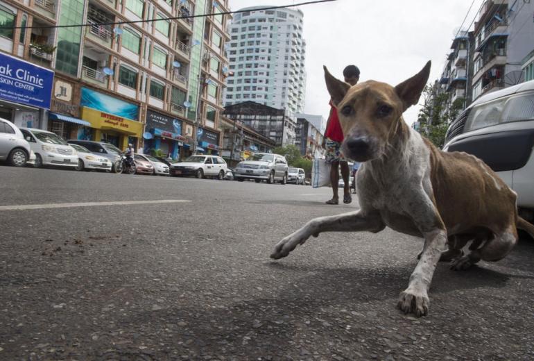  More than 100,000 stray dogs roam the streets of Yangon, sleeping in doorways, nosing through rubbish and barking their challenges to each other late into the night. (Romeo Gacad / AFP)