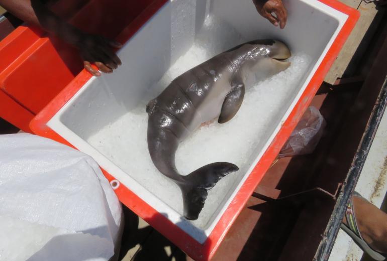 The body of the Irrawaddy dolphin calf was found in Mandalay region. (Wildlife Conservation Society)