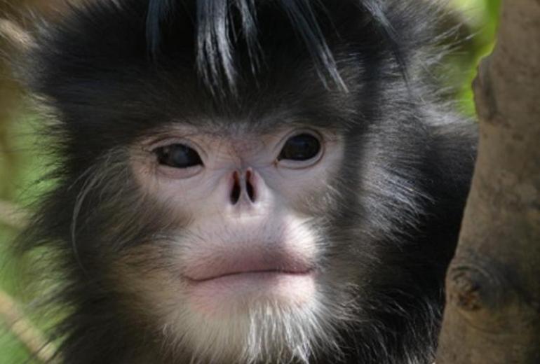 The Myanmar snub-nosed monkey lives in northern Kachin state. (Flora and Fauna International)