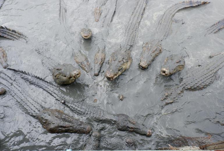 Crocodiles at Thaketa Crocodile Farm in Yangon. (Dominic Horner)