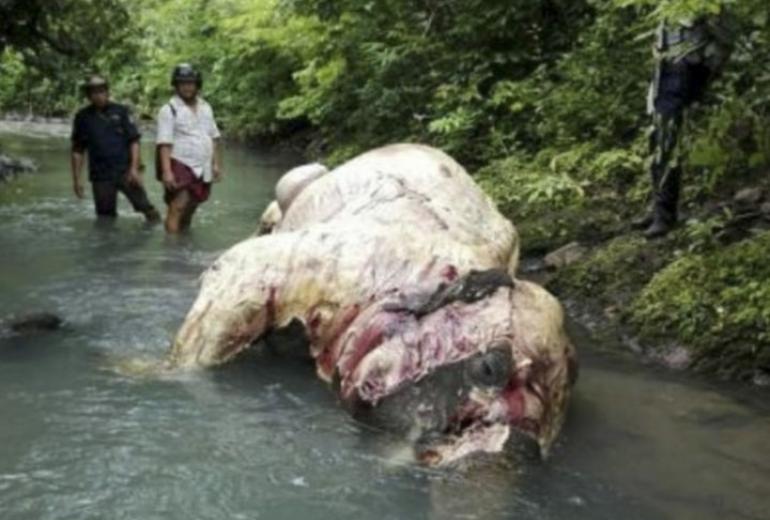 An elephant carcass is found skinned in Ngapudaw township, Ayeyarwady region. (Supplied / Pathein Hla Kyi)