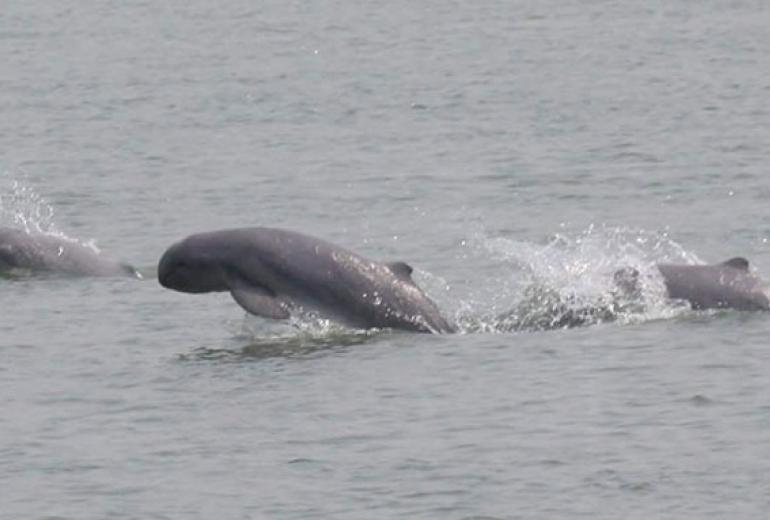 Irrawaddy dolphins in Myanmar. (Wildlife Conservation Society)