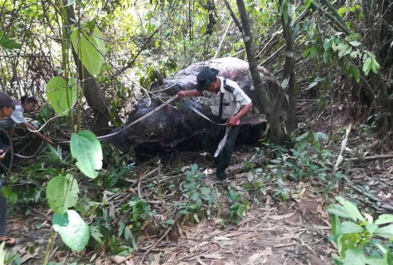 The elephant was found poached and skinned in Tanintharyi region. (Myint Oo)