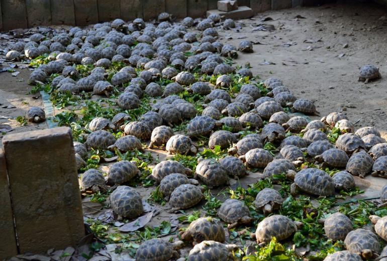  Burmese star tortoises feed at a wildlife sanctuary in Myanmar. (Wildlife Conservation Society/Turtle Survival Alliance)