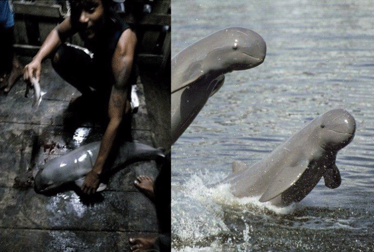 (Left) The photo uploaded to the now deactivated Facebook account named Zun Ko Tun. (Right) Irrawaddy dolphins swimming in Myanmar. (Wildlife Conservation Society Myanmar)