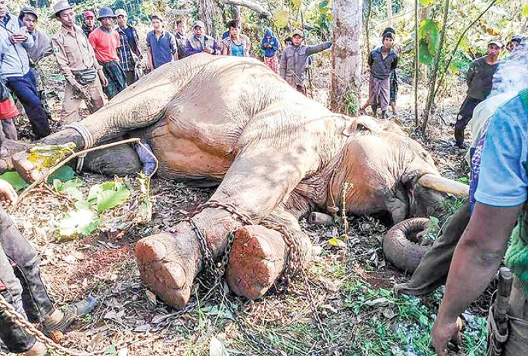 The male elephant was tracked to a forest in Indaw township. (Win Naing / Kachin Land)