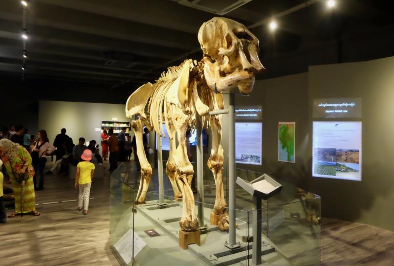 An elephant skeleton at a new gallery dedicated to the mammals. (Myanmar Mix)