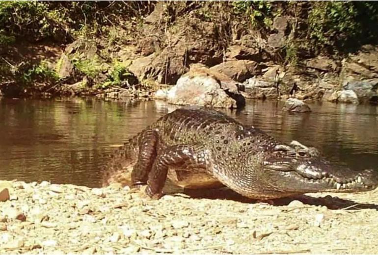 The freshwater reptile—snapped by camera traps sunning itself at Kaeng Krachan National Park near the border with Myanmar’s Tanintharyi region — was once ubiquitous across Southeast Asia. (Handout / Kaeng Krachan National Park)