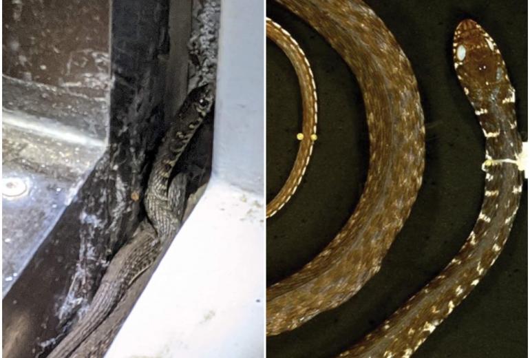 (Left) A photo of the Burmese keelback water snake posted on the Facebook group Snakes of Myanmar. (Right) A photograph of the same species taken by James Poindexter III.