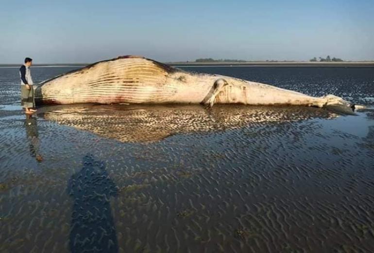 The dead mammal found on a beach in southern Maungdaw township is believed to be a fin whale. (Photos by Moe Kaung Kin)