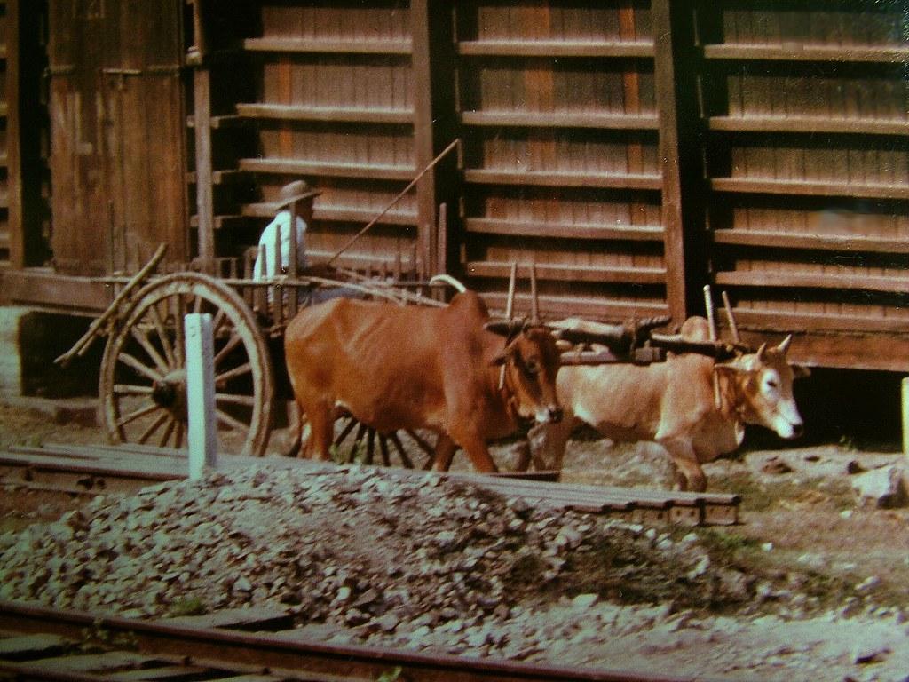 A man steers an ox cart.