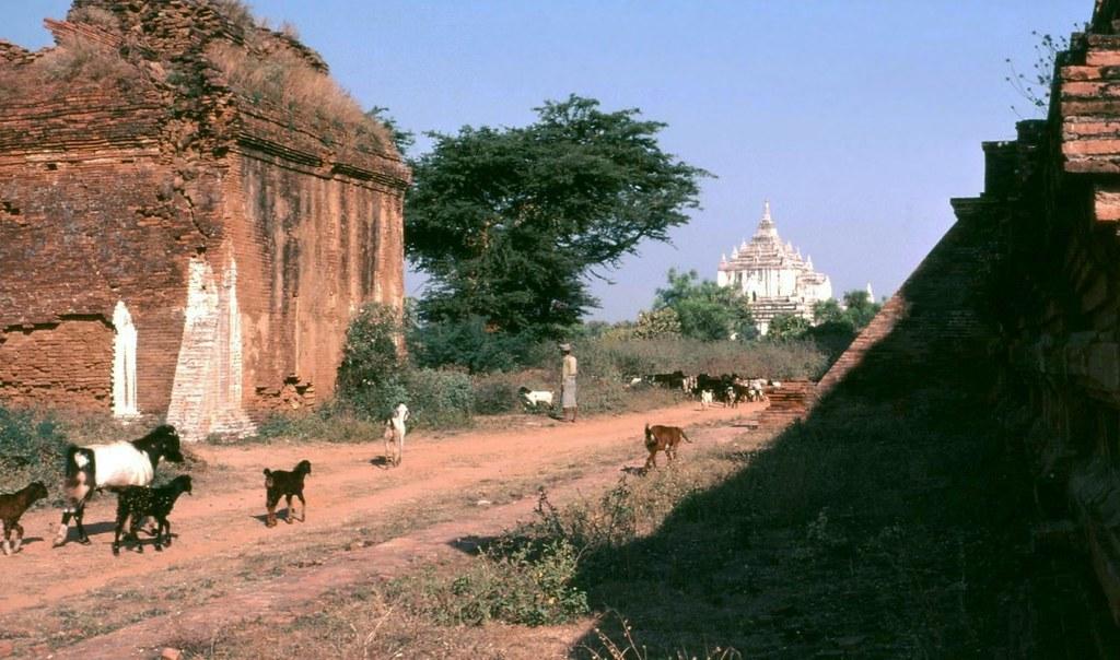 A goatherder walks through the tracks of Bagan.