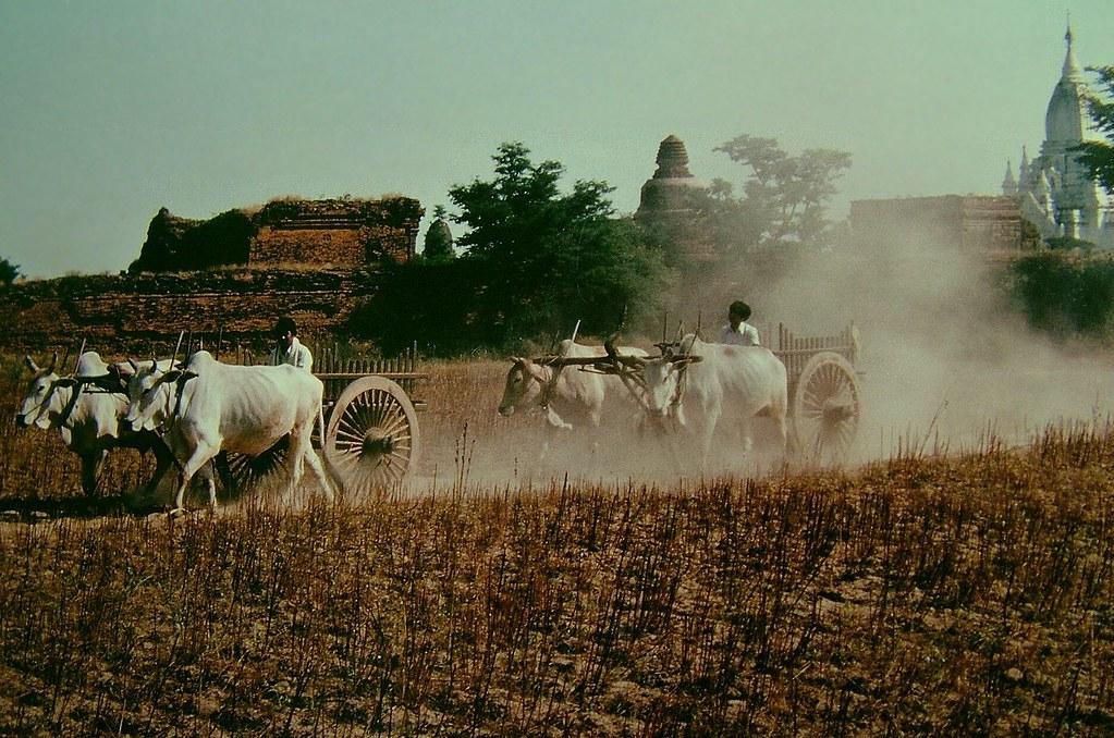 Ox carts in Bagan.