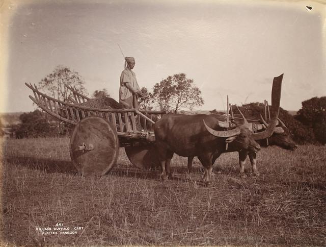 A farmer steers his buffalo cart. (1907)