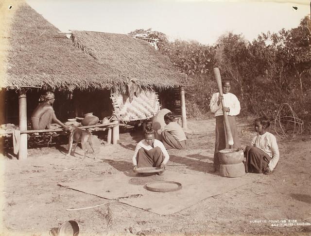 A woman pounds rice in a Burmese village. (1907)