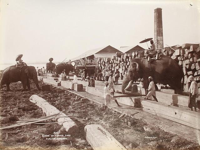 A scene at a Rangoon timber yard. (1907)