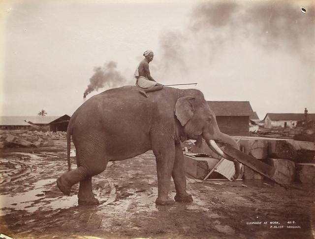 An elephant and mahout at work. (1907)