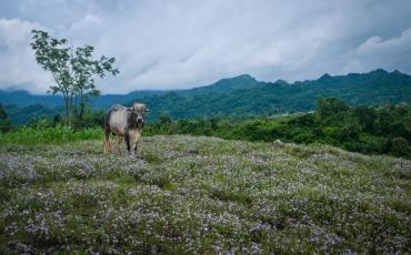 Typical scenery along the route from Ywangan back to Nyaung Shwe. (All photos by Marie Starr)