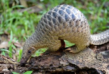  A juvenile Sunda pangolin feeds on termites at the Singapore Zoo. The endangered pangolin may be the link that facilitated the spread of the novel coronavirus across China, Chinese scientists said on February 7. (Roslan Rahman / AFP)
